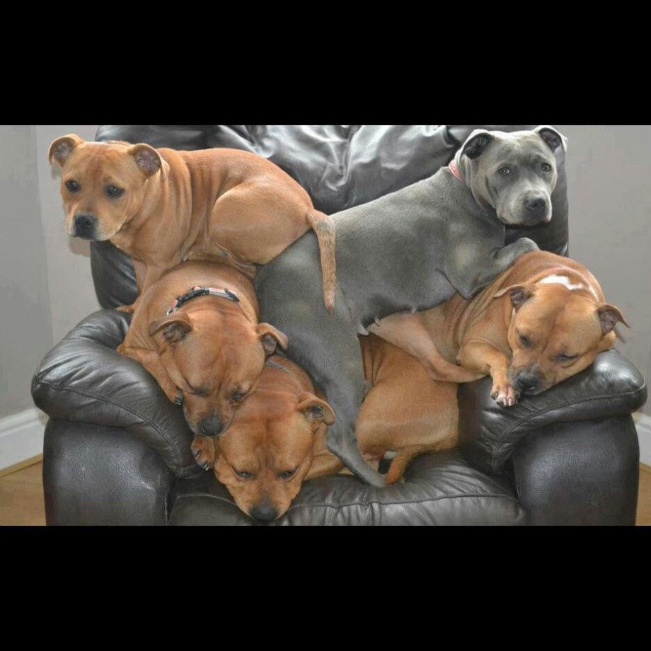 Много стаффордширских терьеров