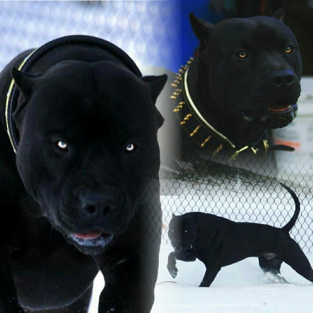 Черный питбуль venta