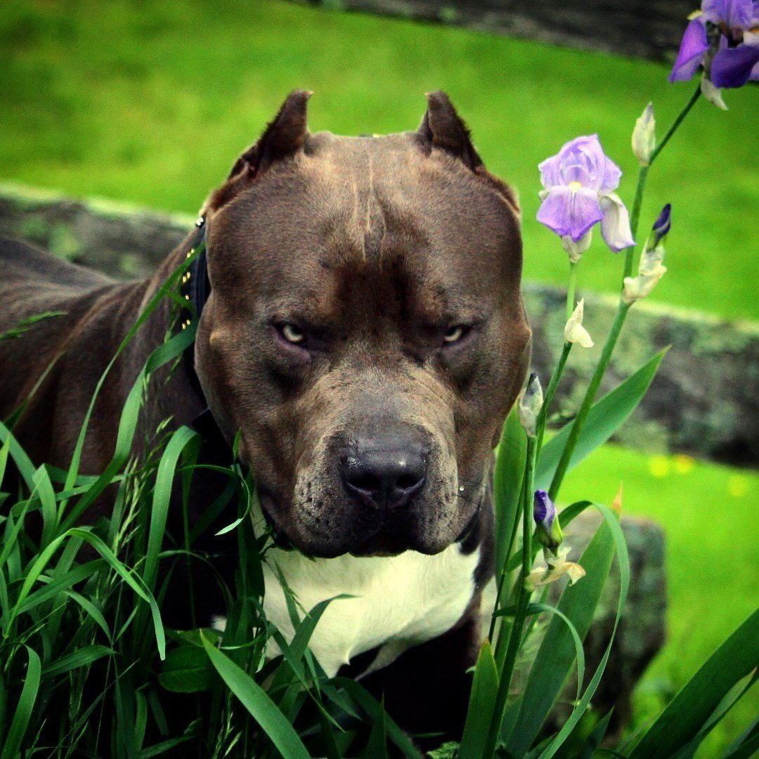 Кубинский стаффордширский терьер