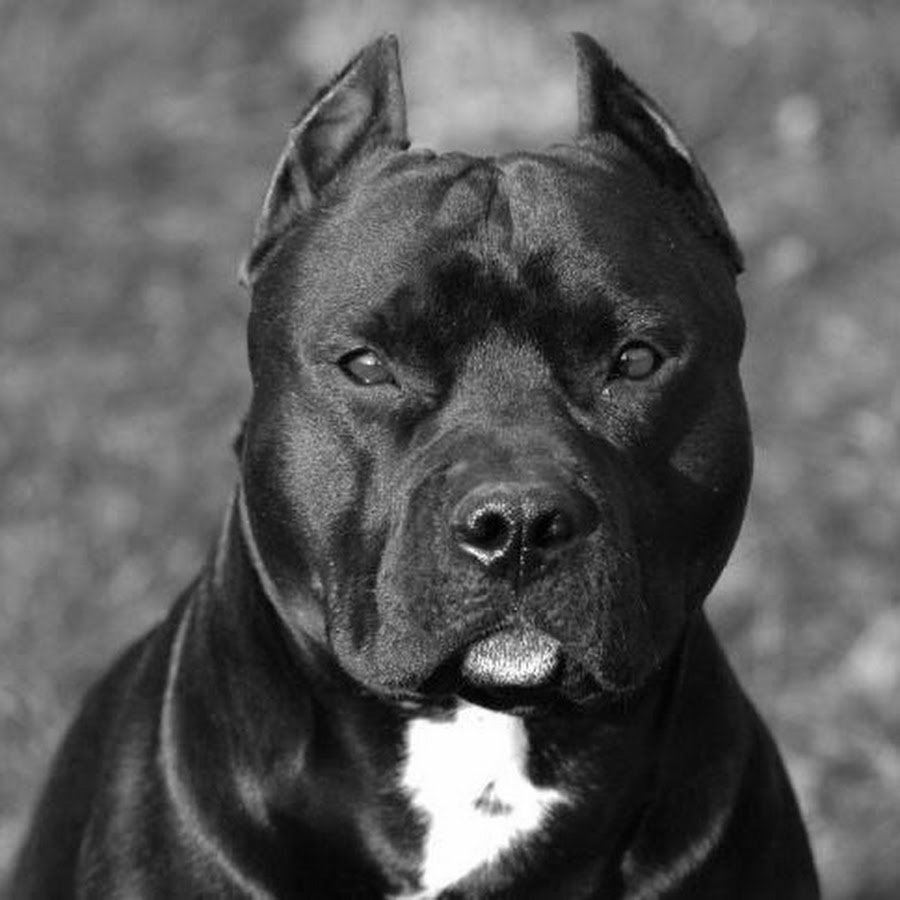 Питбуль черный бриллиант