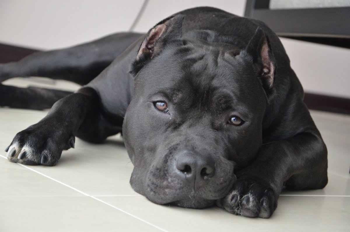 Американский питбуль черный с голубыми глазами