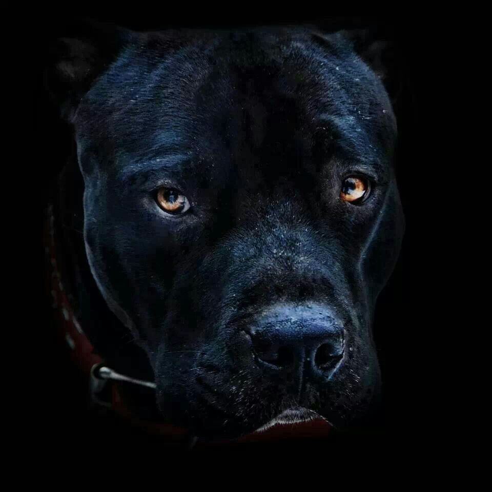 Питбуля на черном фоне