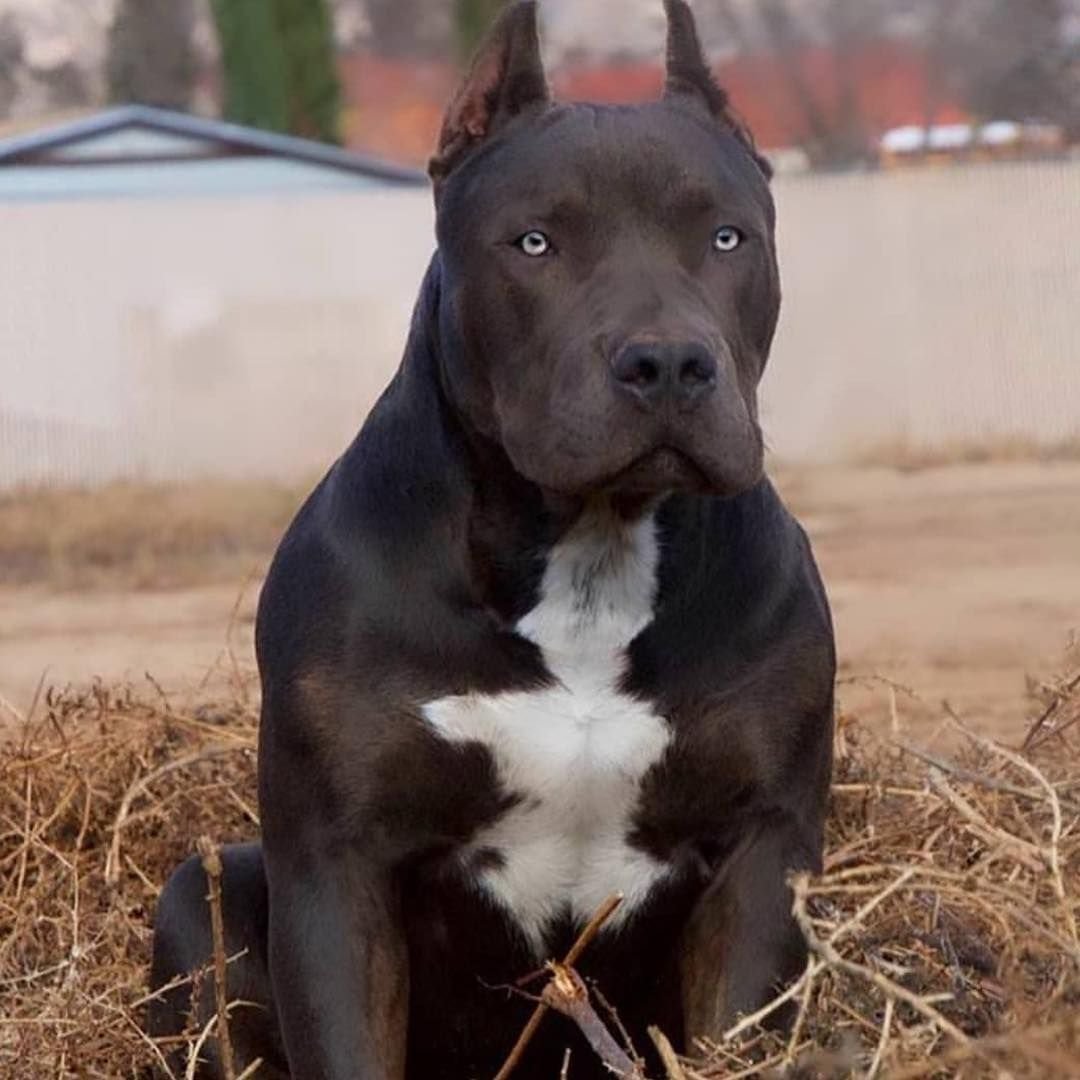 Стаффордширский терьер черный купированный