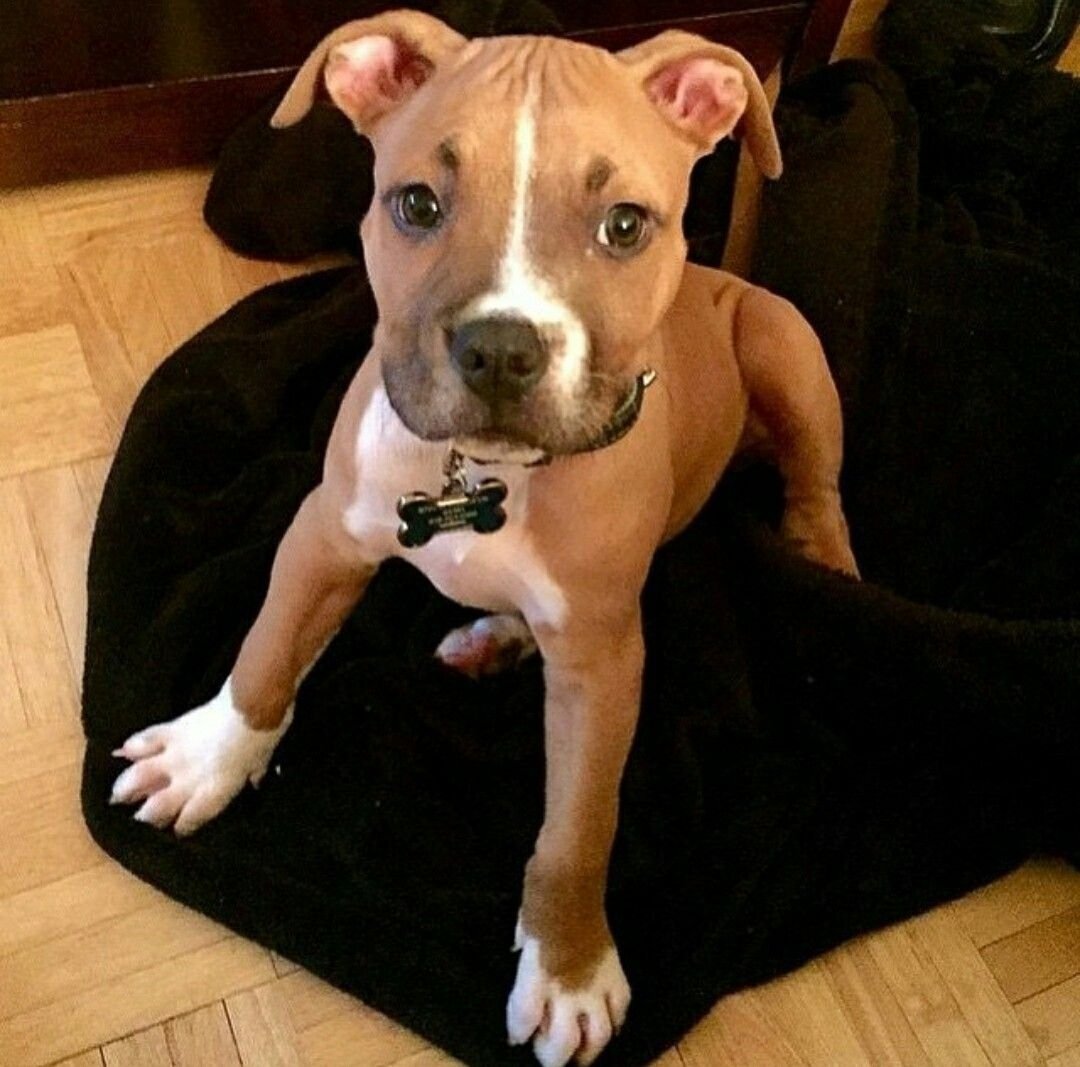 Питбультерьер и стаффордширский терьер