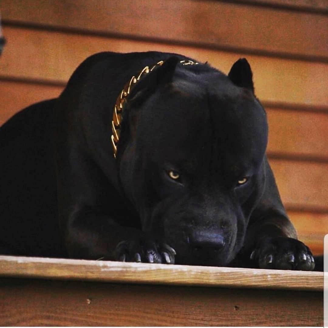 Питбуль черный бриллиант