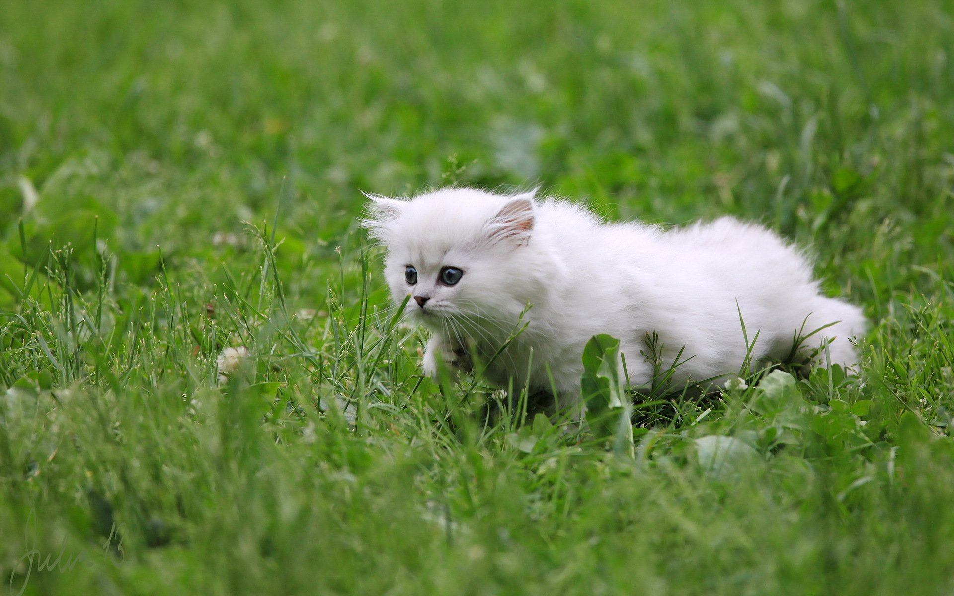 Беленьких котиков. Пушистые котята. Белый котенок. Маленькие котята пушистые. Белый пушистый котенок.