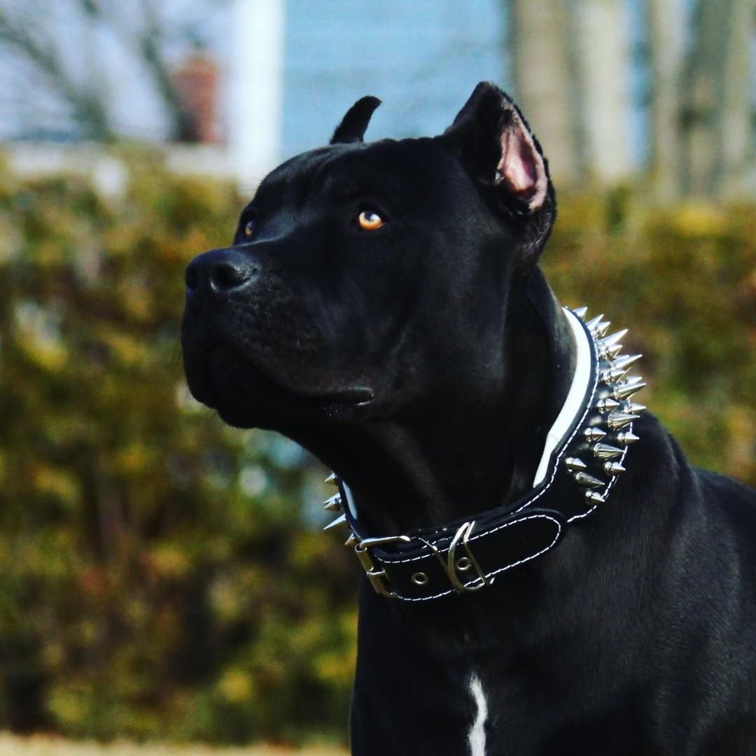 Американский стаффордширский терьер черный