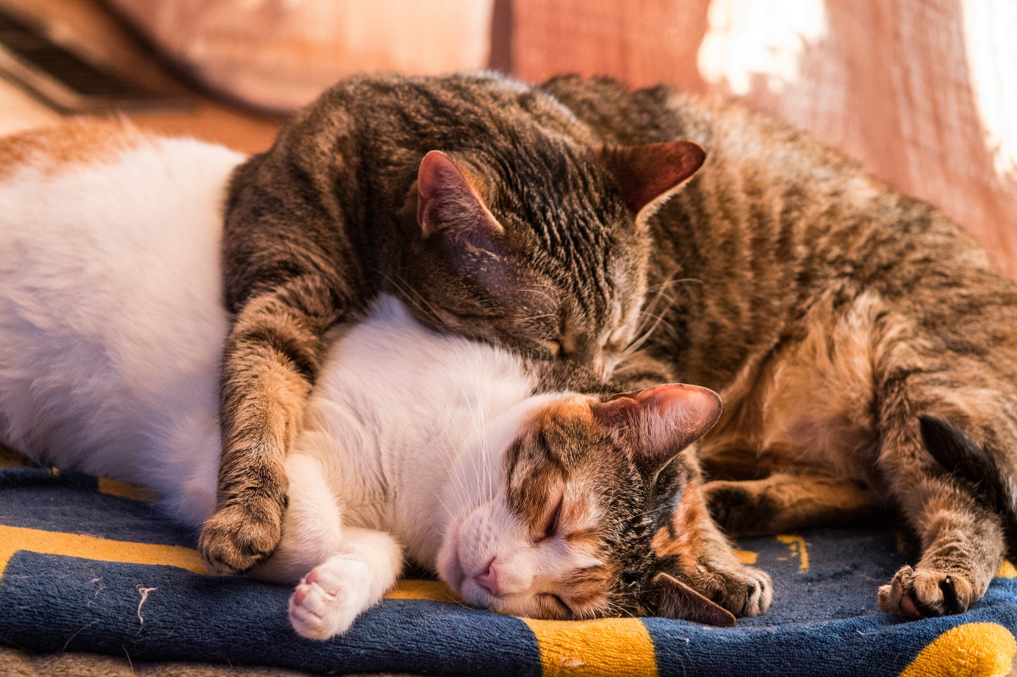 Кошки спят вместе. Котики обнимаются. Спящие коты. Котики спят вместе.