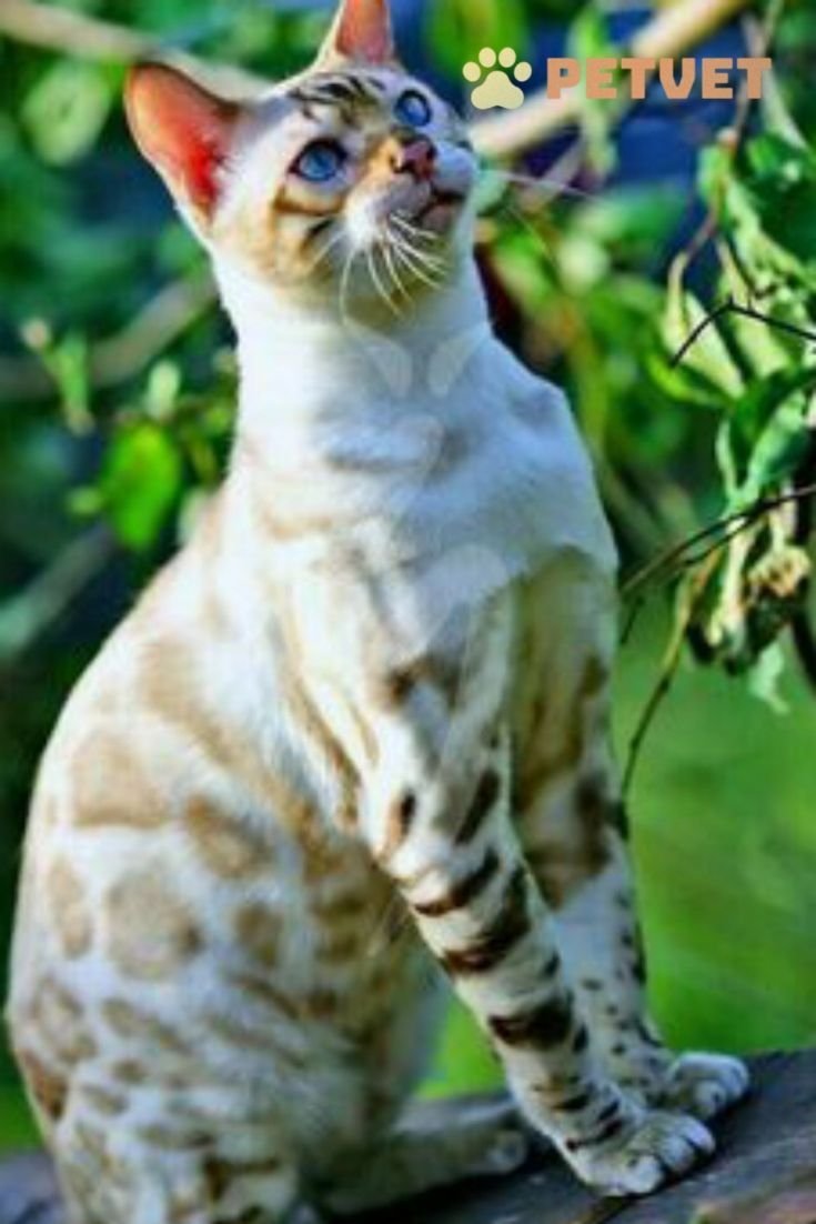 Бенгальский кот альбинос