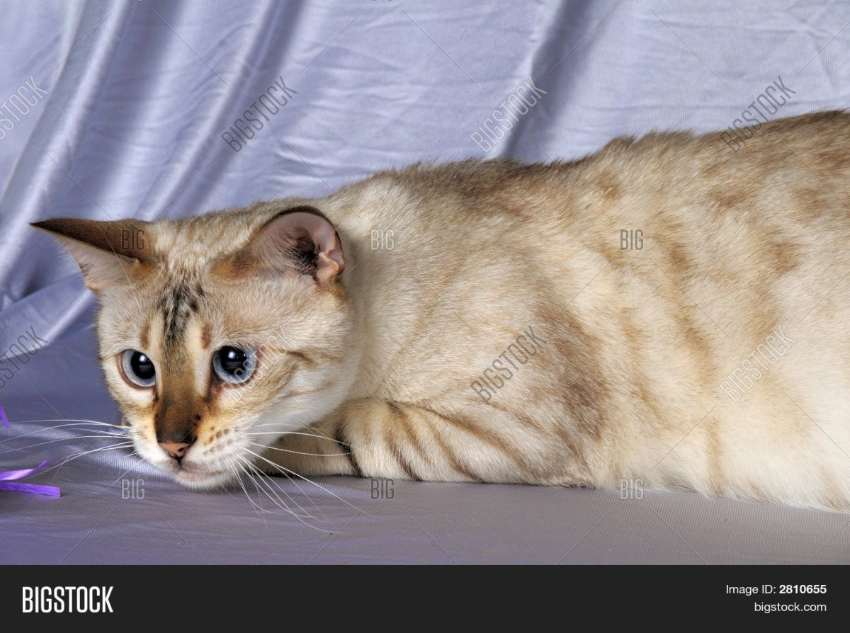 Бенгальская кошка альбинос