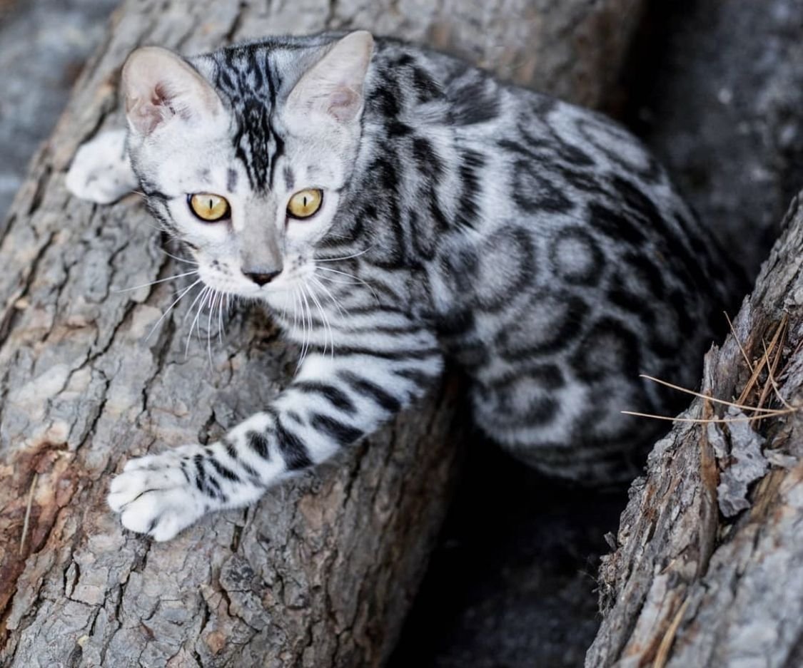 Бенгал Барс Бенгальская кошка