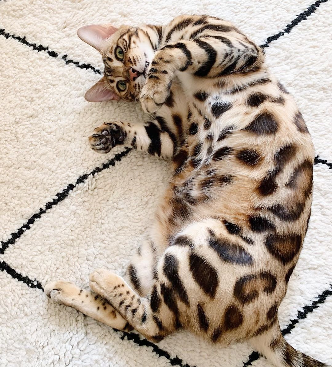 Глиттерная шерсть у бенгалов