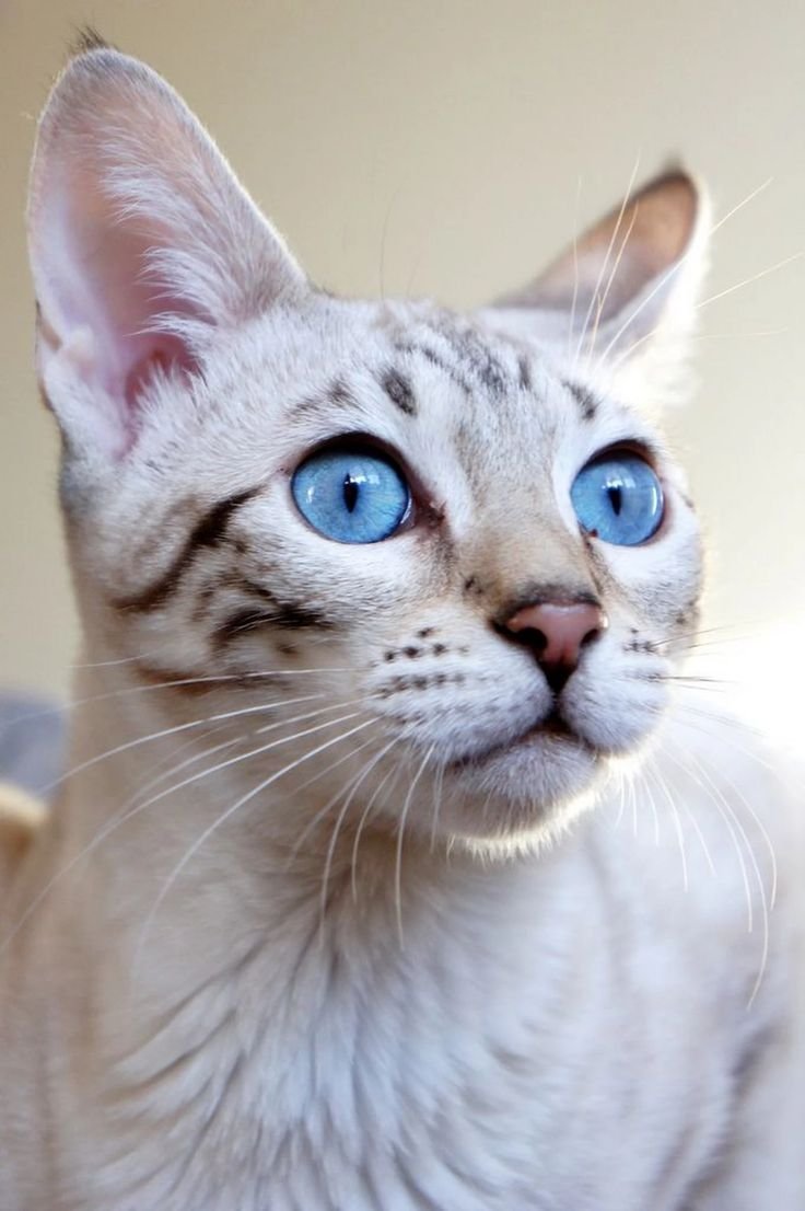 Бенгал альбинос