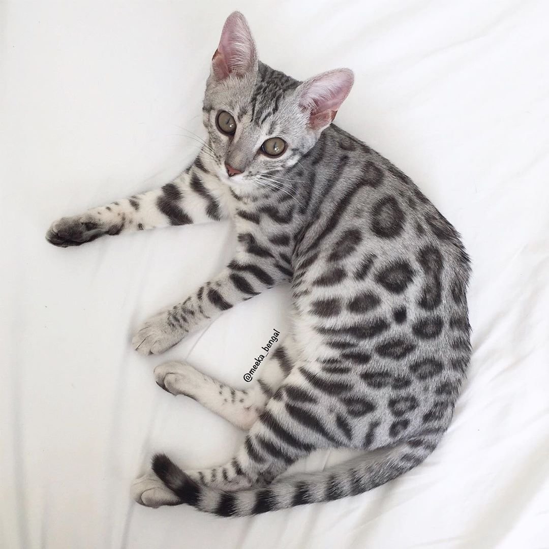 Серебристый мраморный бенгал