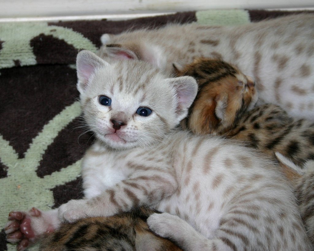 Снежный бенгал котенок