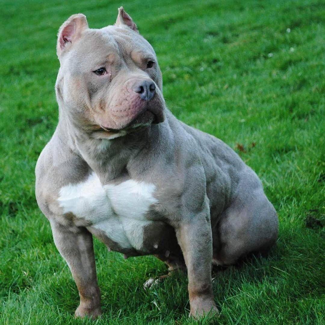 Американский булли терьер