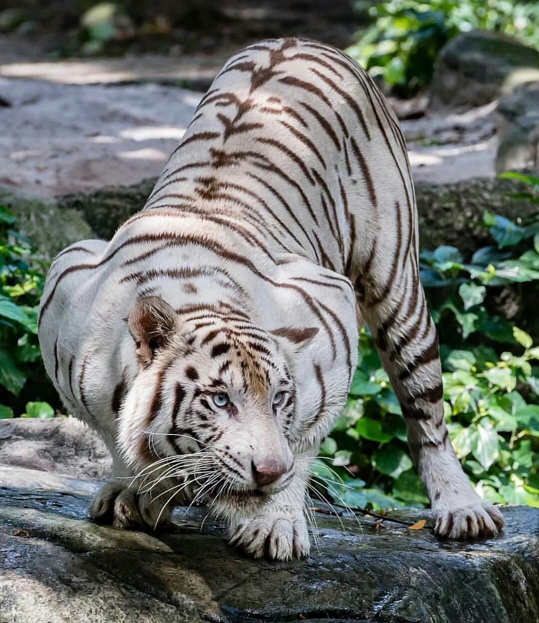 Тайгер видео. Бенгальский тигр. Тигр альбинос. Амурский тигр белый. Амурский тигр альбинос.