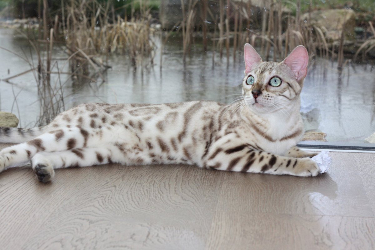 Бенгальский кот снежный минк