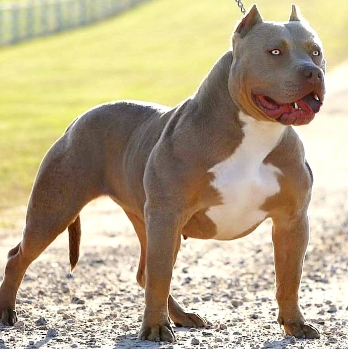 Американский булли XL