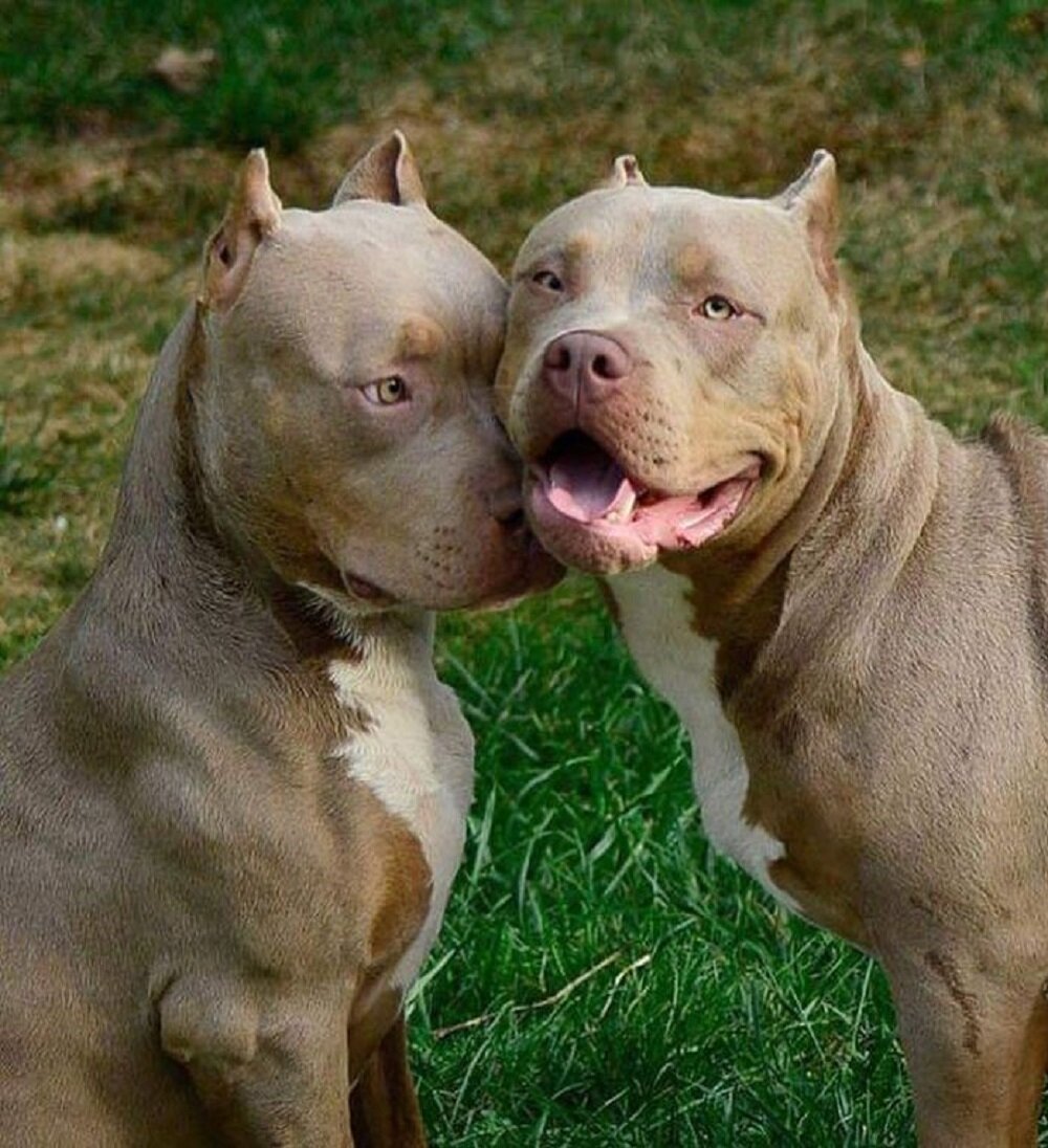 Американский питбультерьер