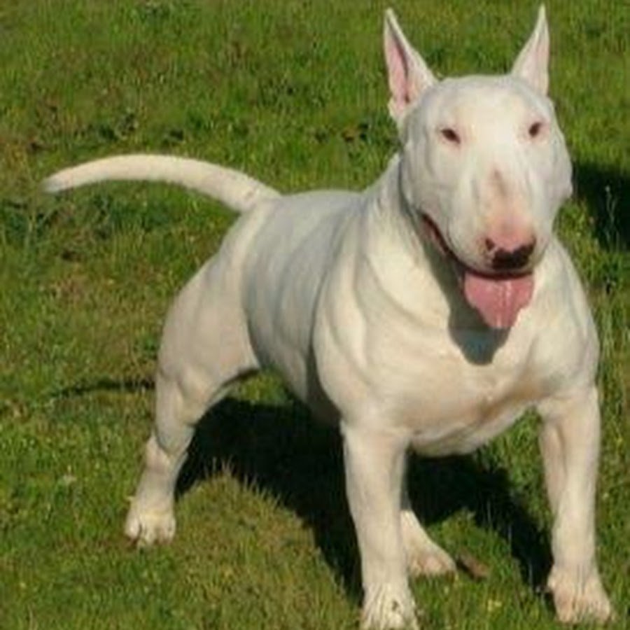 Бойцовские породы собак бультерьер