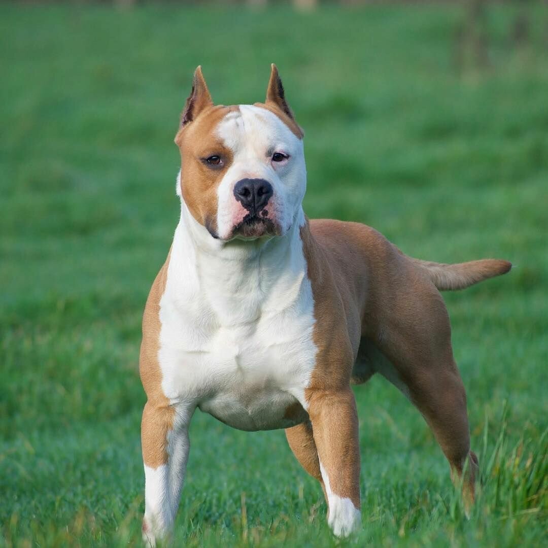 Американский стаффордширский терьер