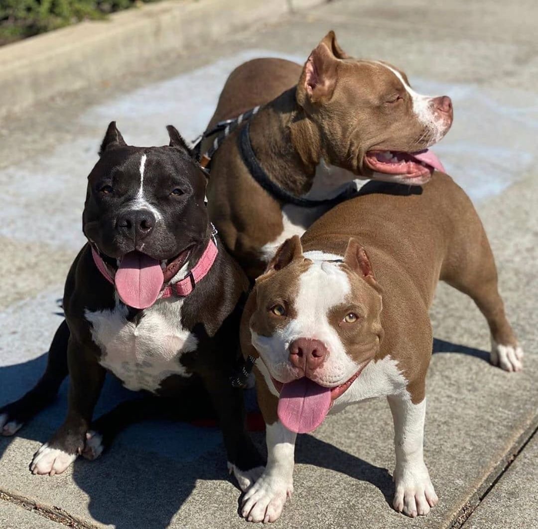 Стаффордширский терьер американский питбультерьер