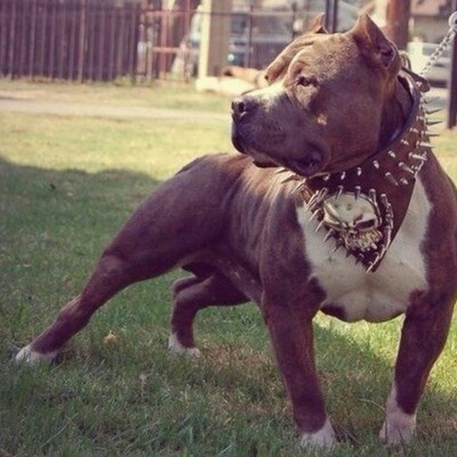 Стаффордширский терьер Халк