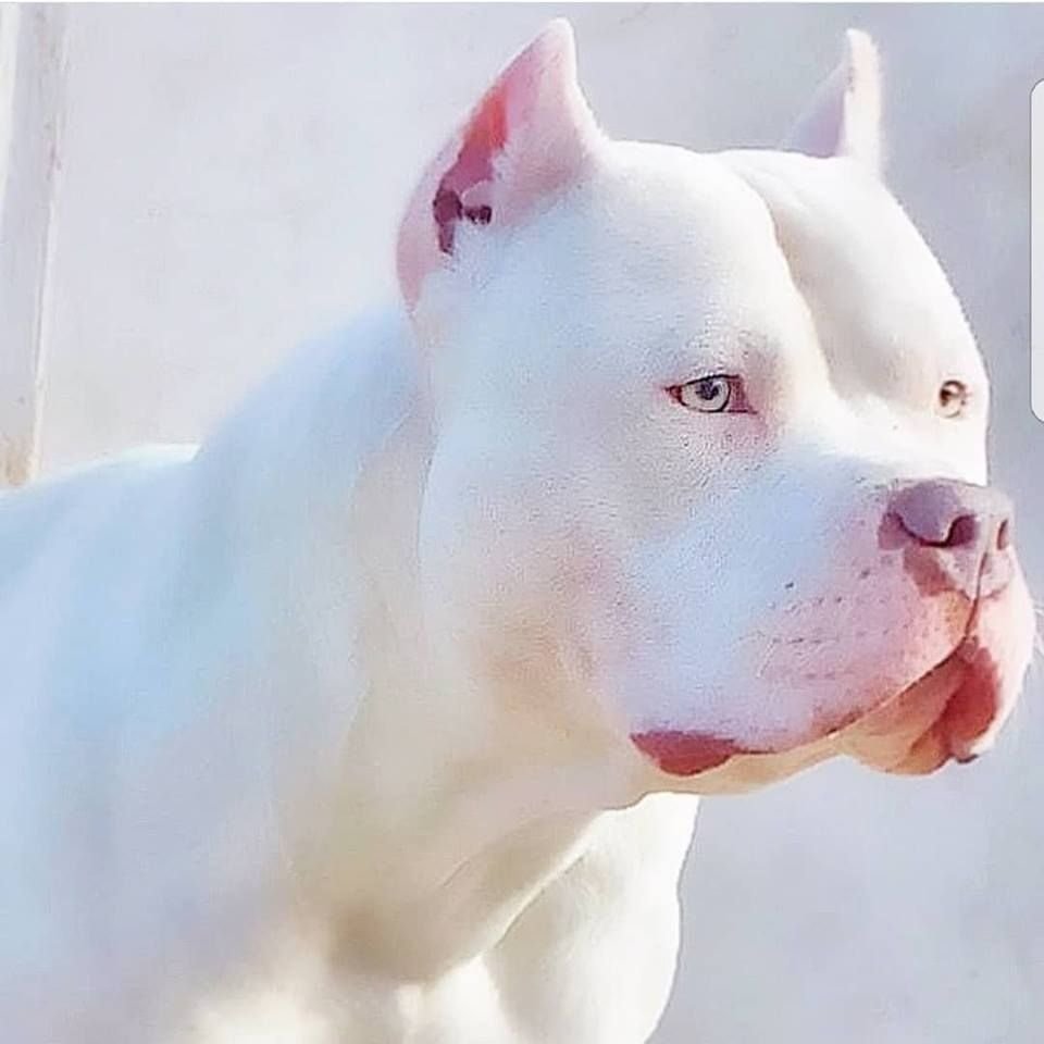 Американский стаффордширский терьербелвц