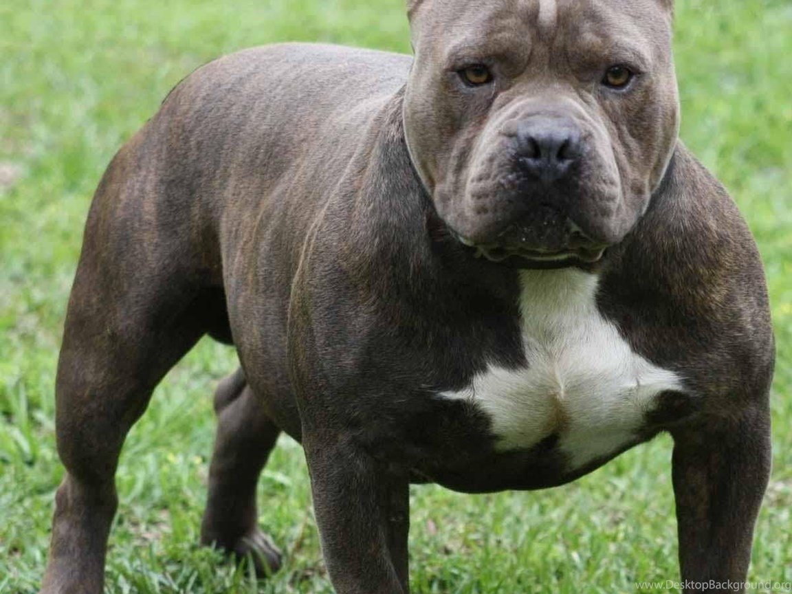 Опасные собаки