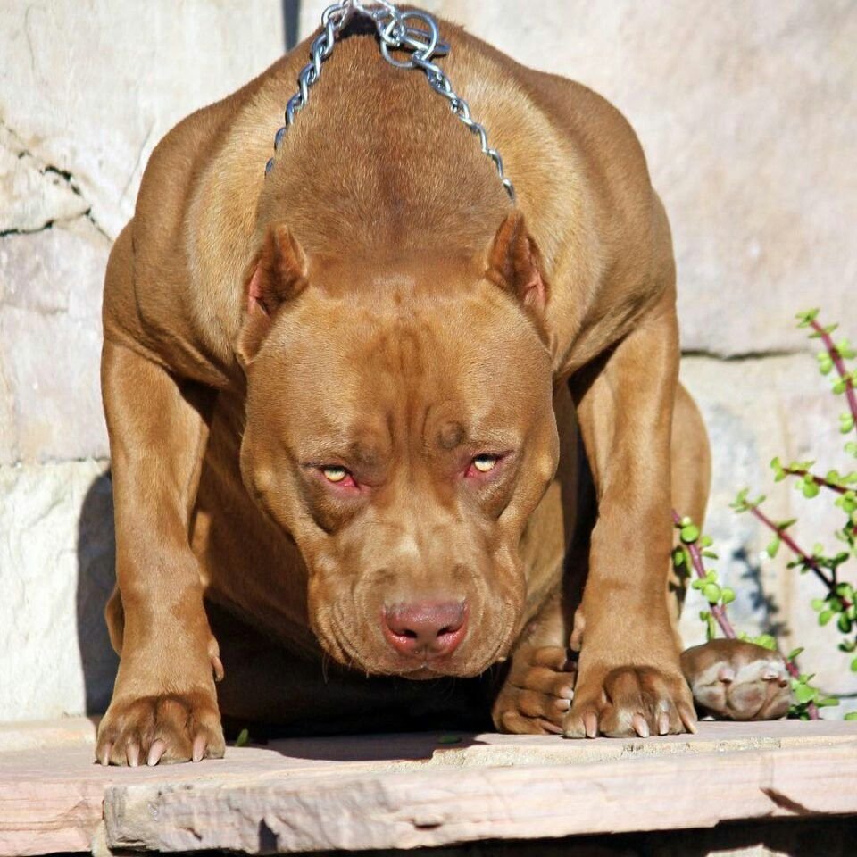 Американский питбультерьер злой