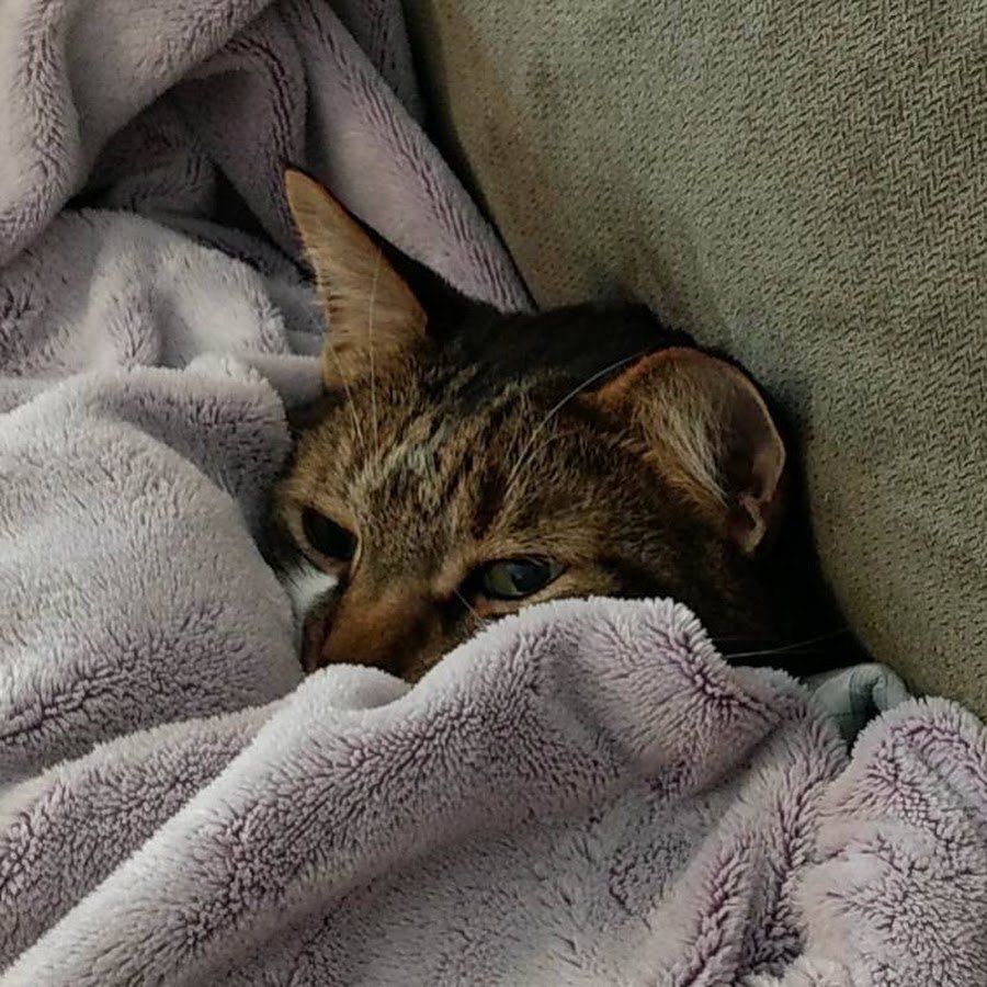 Кошка с грустными глазами