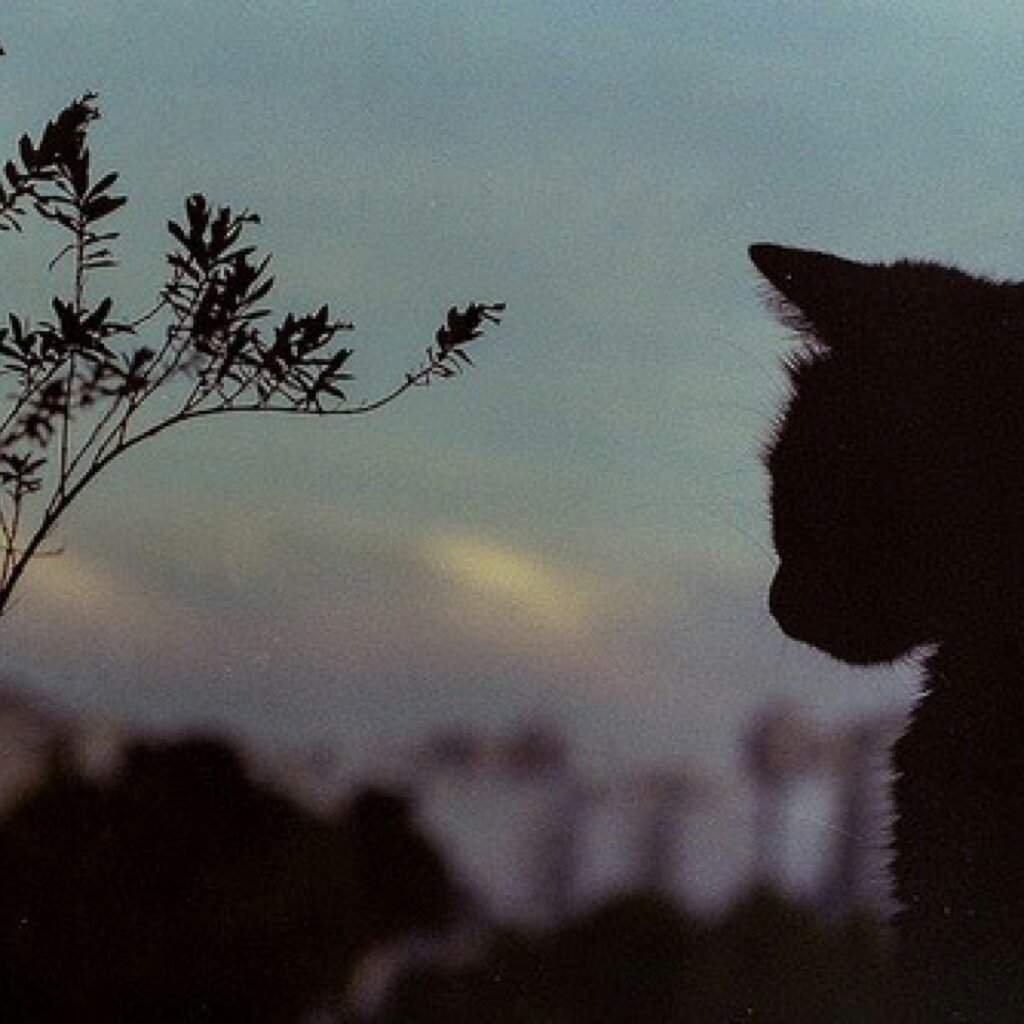 Депрессивные животные