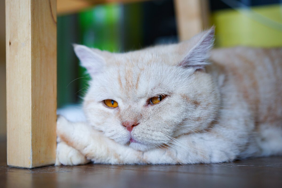 Демотиваторы грустные коты