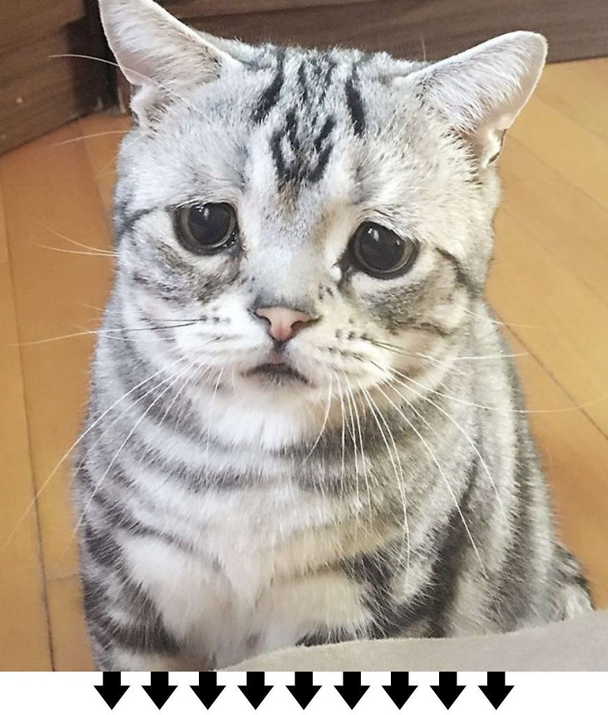 Котик грустит