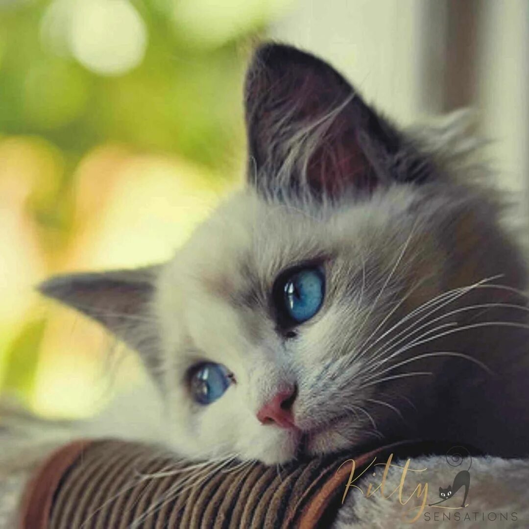 Обложка котят серых