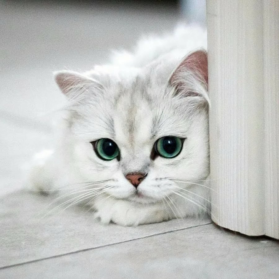 Расстроенный котик