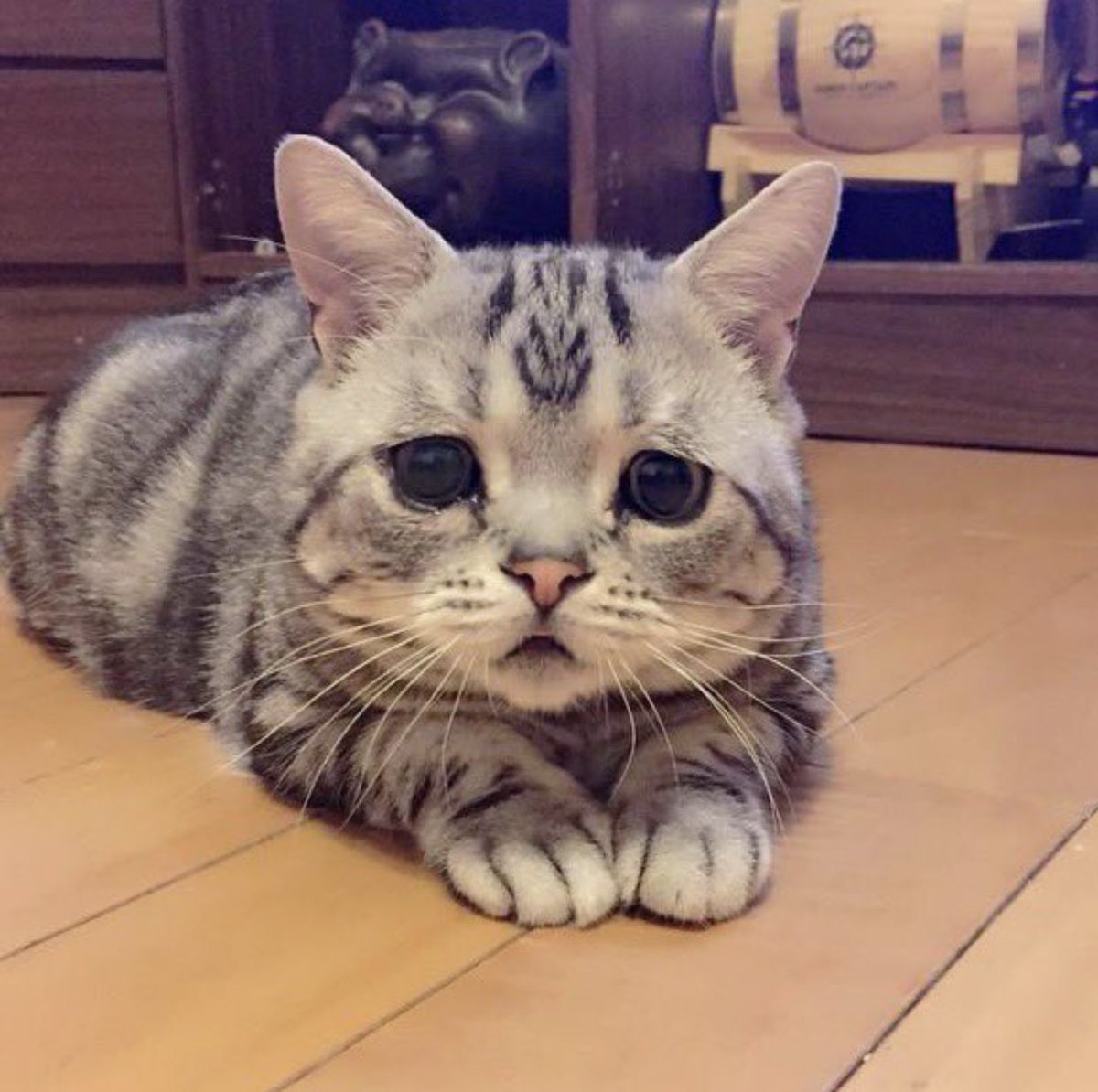 Печальный котик