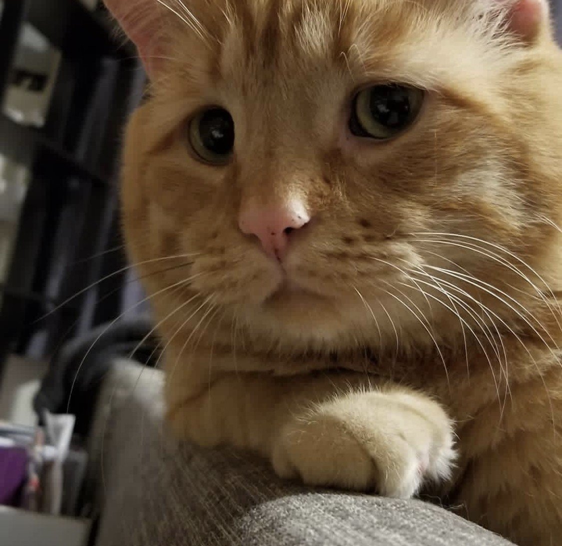 Милые котики