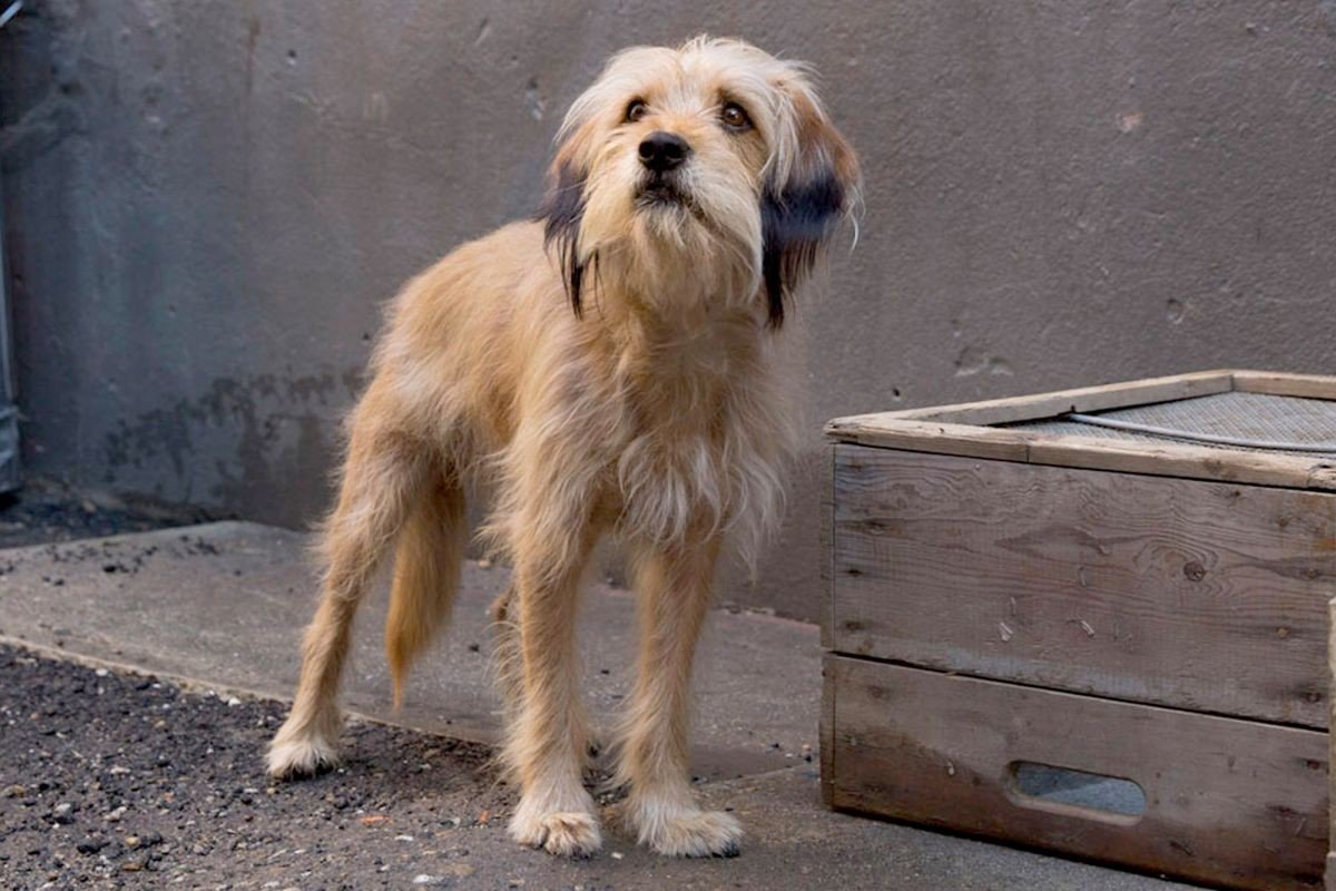 Порода собаки из фильма Бенджи