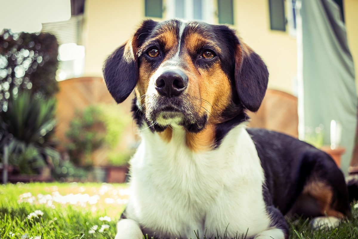 Австралийская овчарка аусси щенок