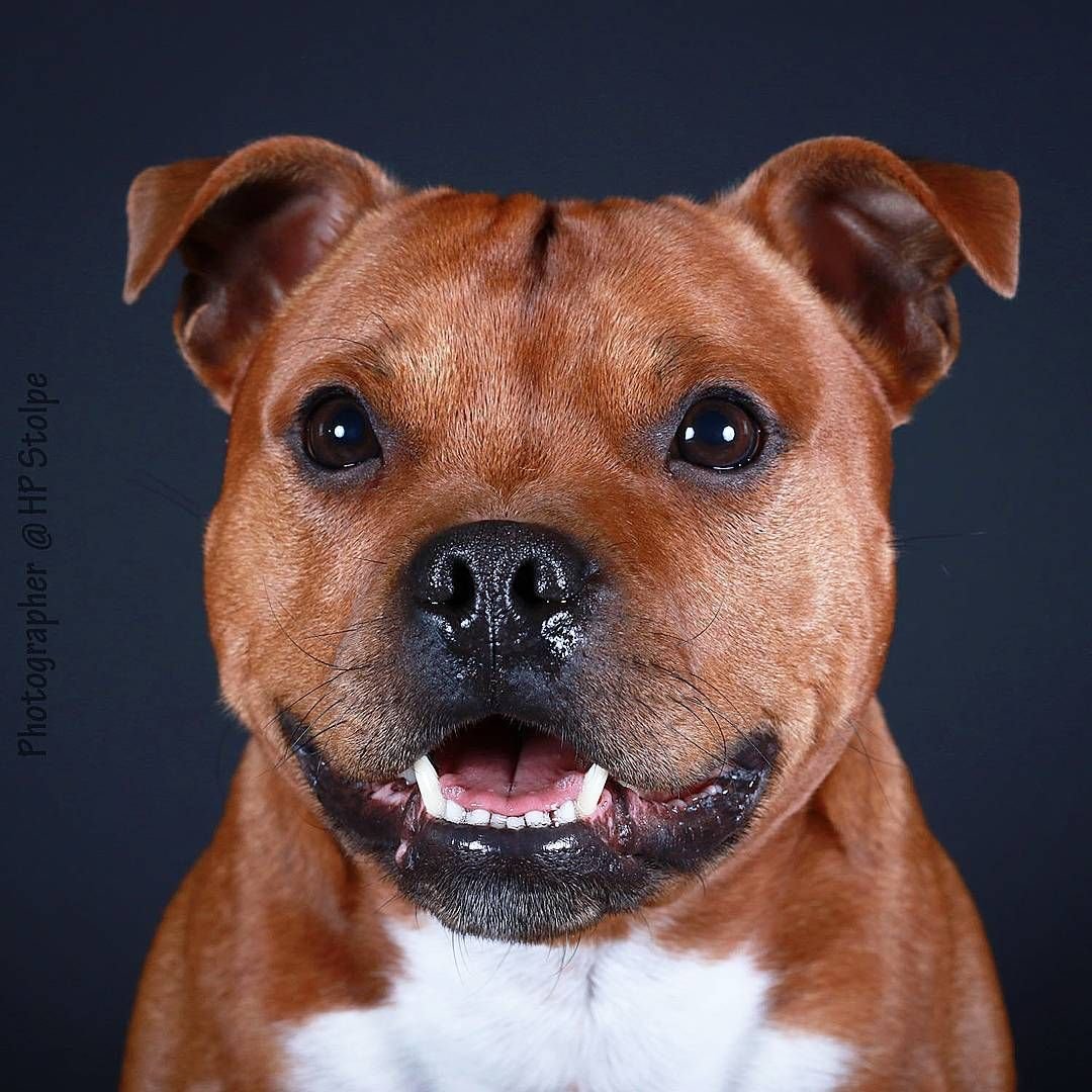 Собачка Бенджи