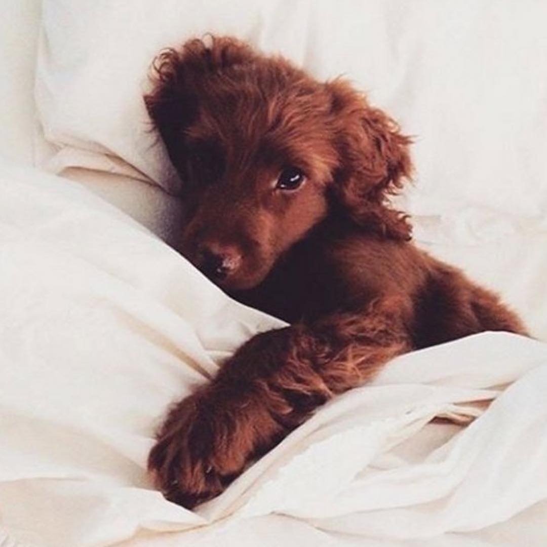 Вельш корги и кот