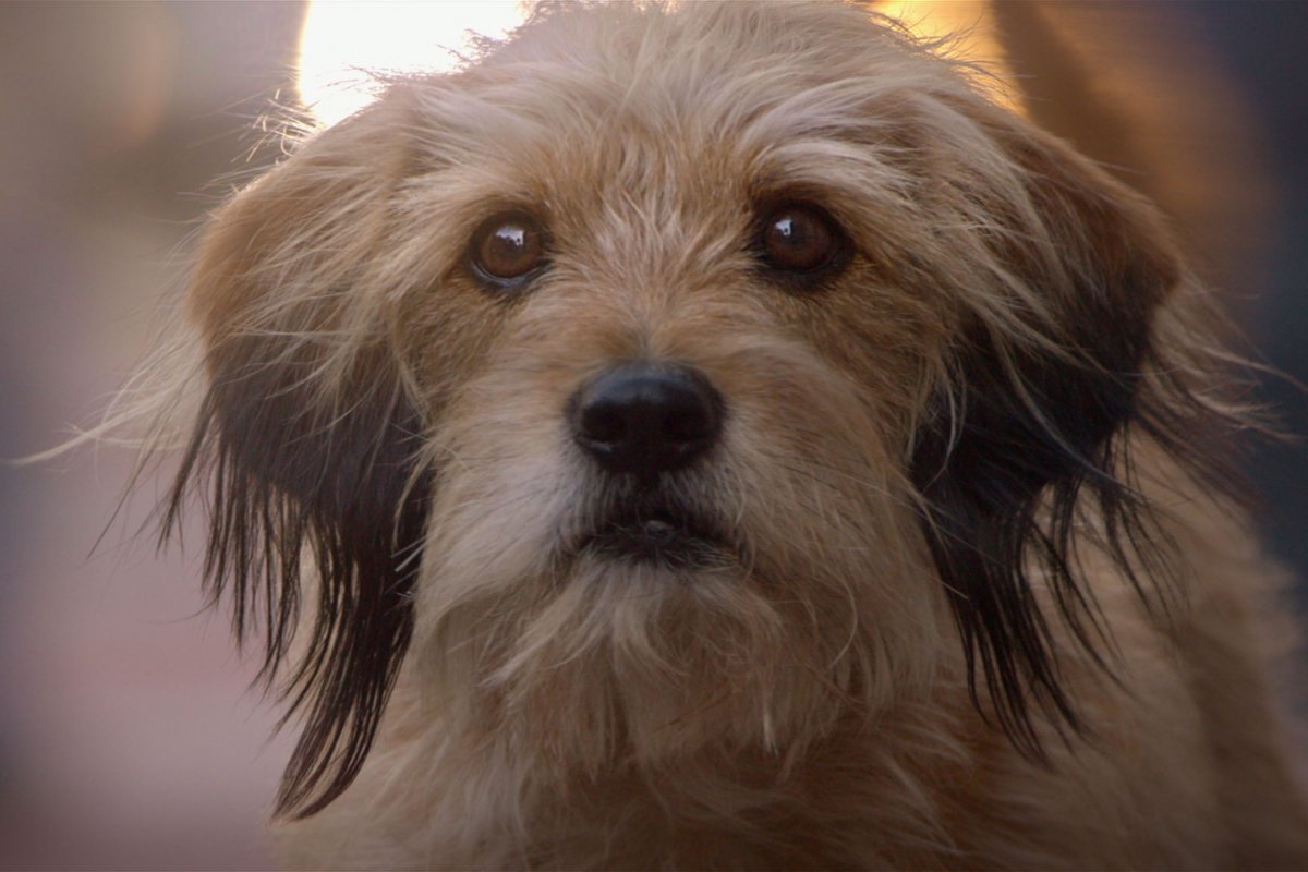 Бенджи фильм про собаку