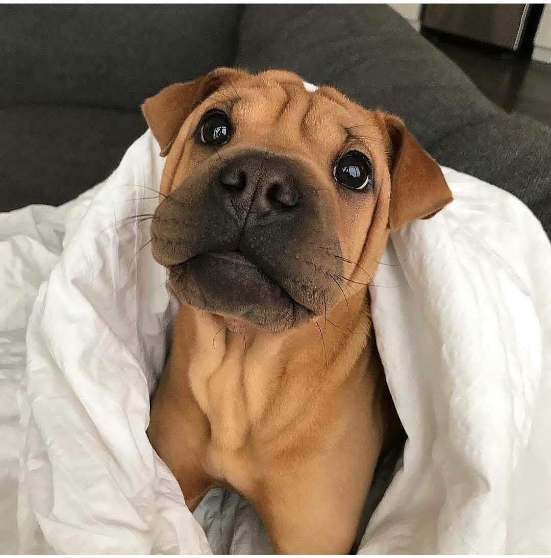 Дворняжка щенок милый