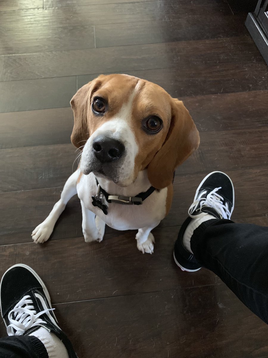 Бенджи собака черная