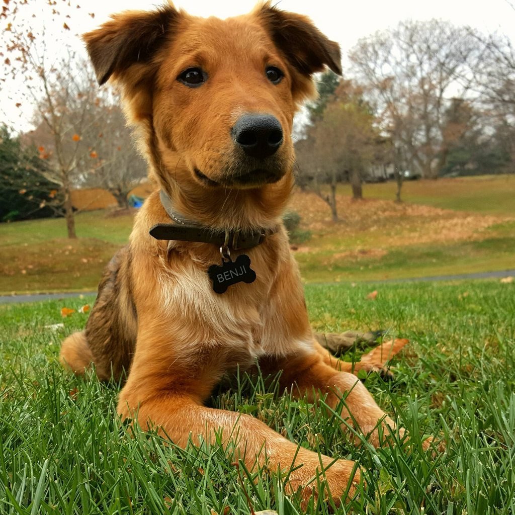 Австралийская овчарка рыжая