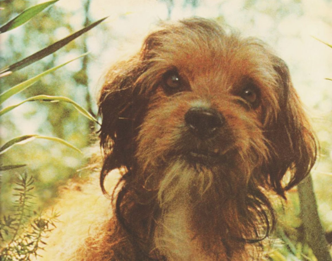 Африканский басенджи