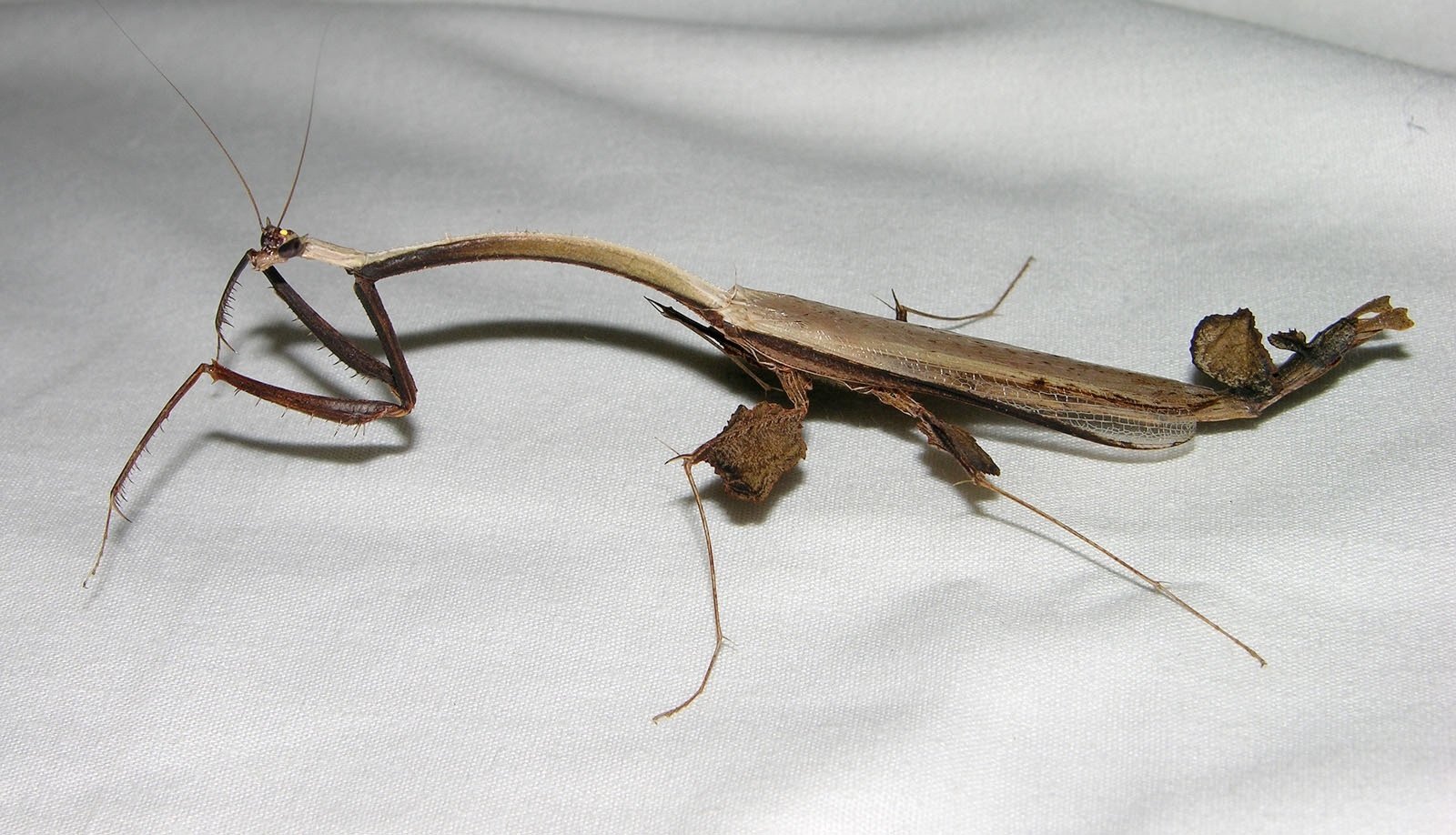 Развитие богомола. Toxodera integrifolia. Богомол Toxodera beieri. Шипоногий палочник. Ischnomantis Gigas богомол.