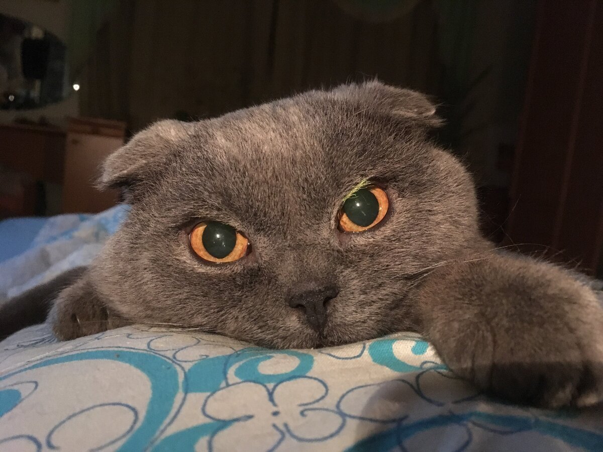 Вислоухие уши